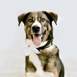 Morris Norris, dog at Keybridge, the best web design company in Washington DC