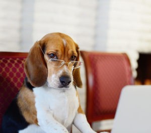 beagle with glasses with paws on computer